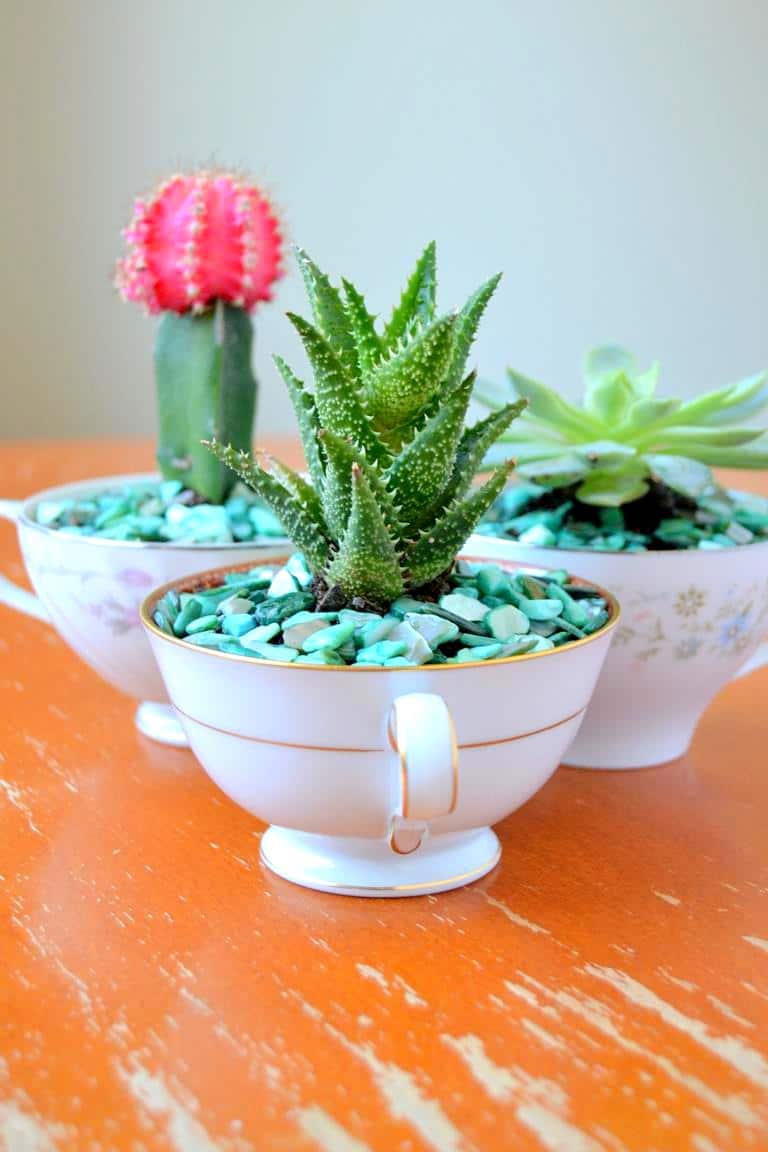 DIY_Succulent