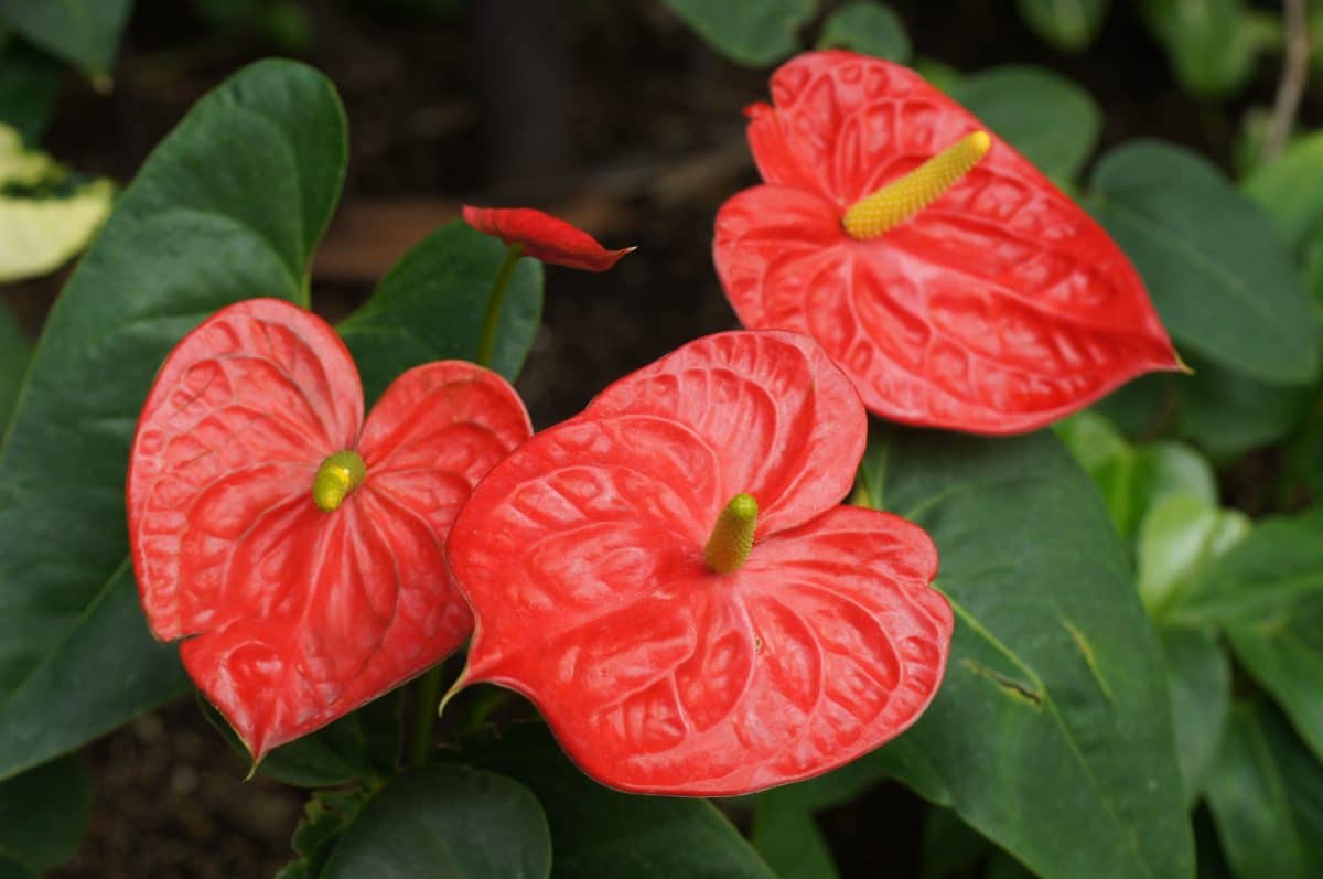 Image: Aliiflowers.com