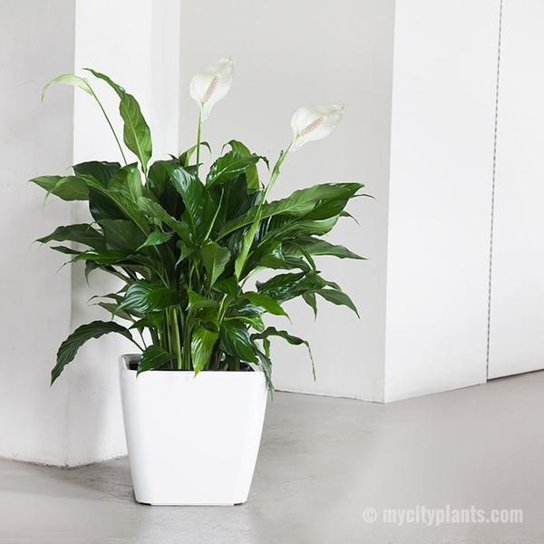 Image: Mycityplants.com