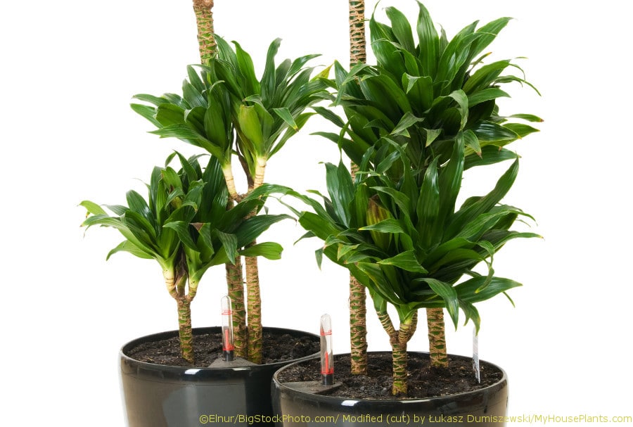Image: Myhouseplants.com