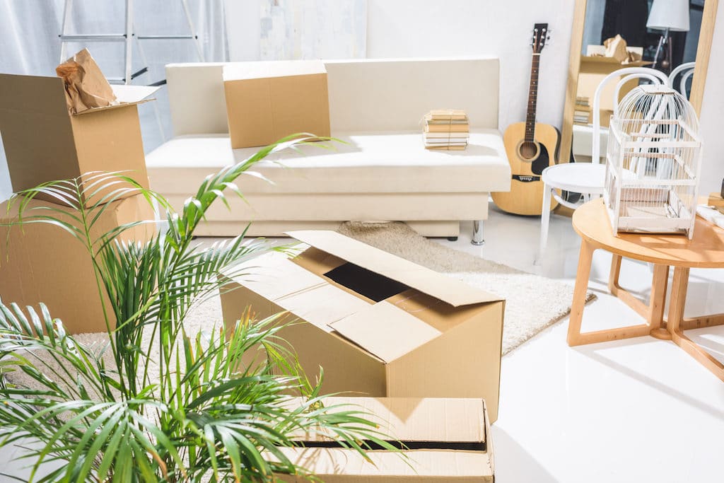 moving boxes in living room with plant and ouch 