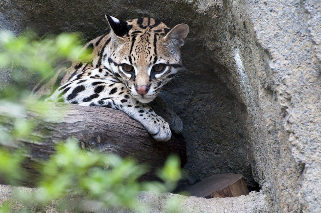 Houston Zoo