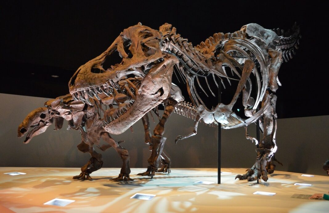 The Houston Museum of Natural Science Houston