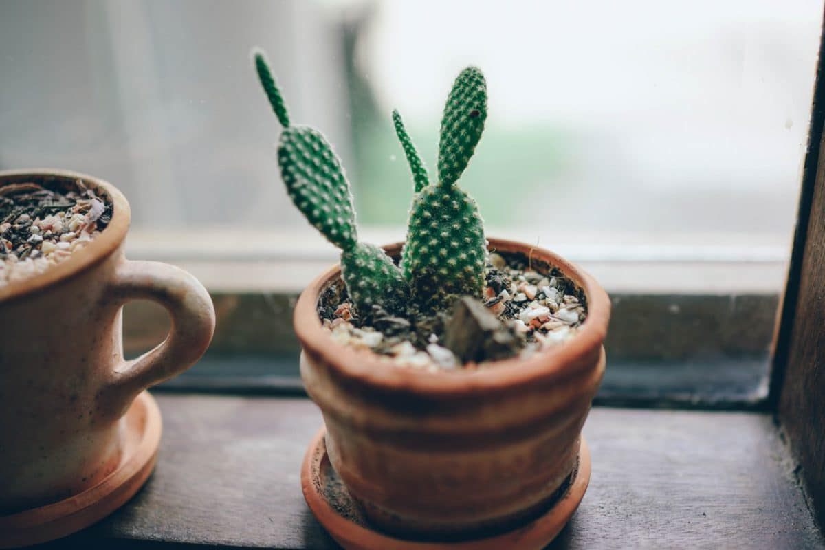 indoor plants
