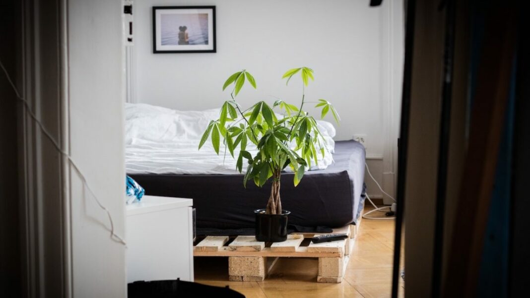 Plant in bedroom