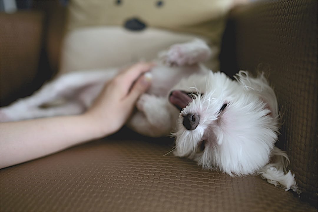 dog cuddle