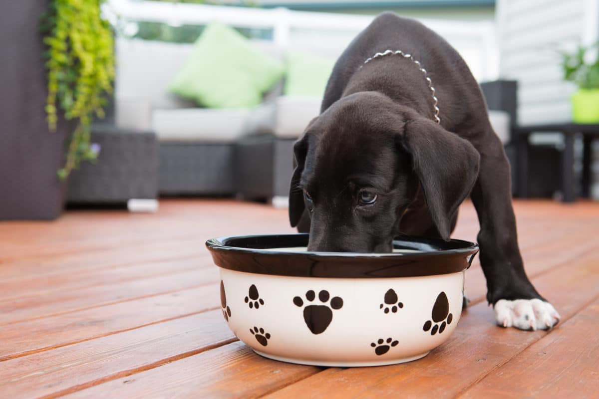 black puppy eating from white and black food bowl with black couch in background