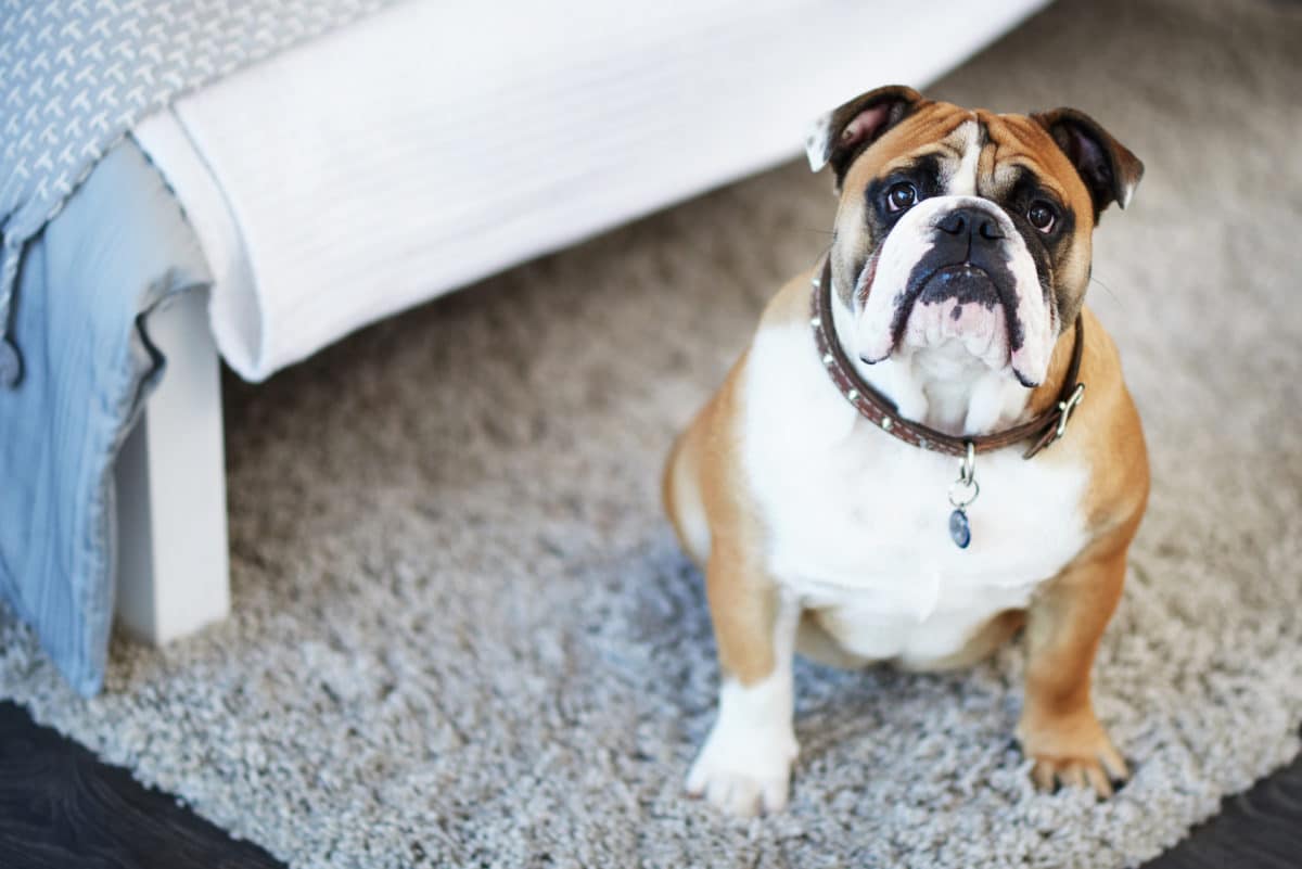 bulldog on a rug in a room