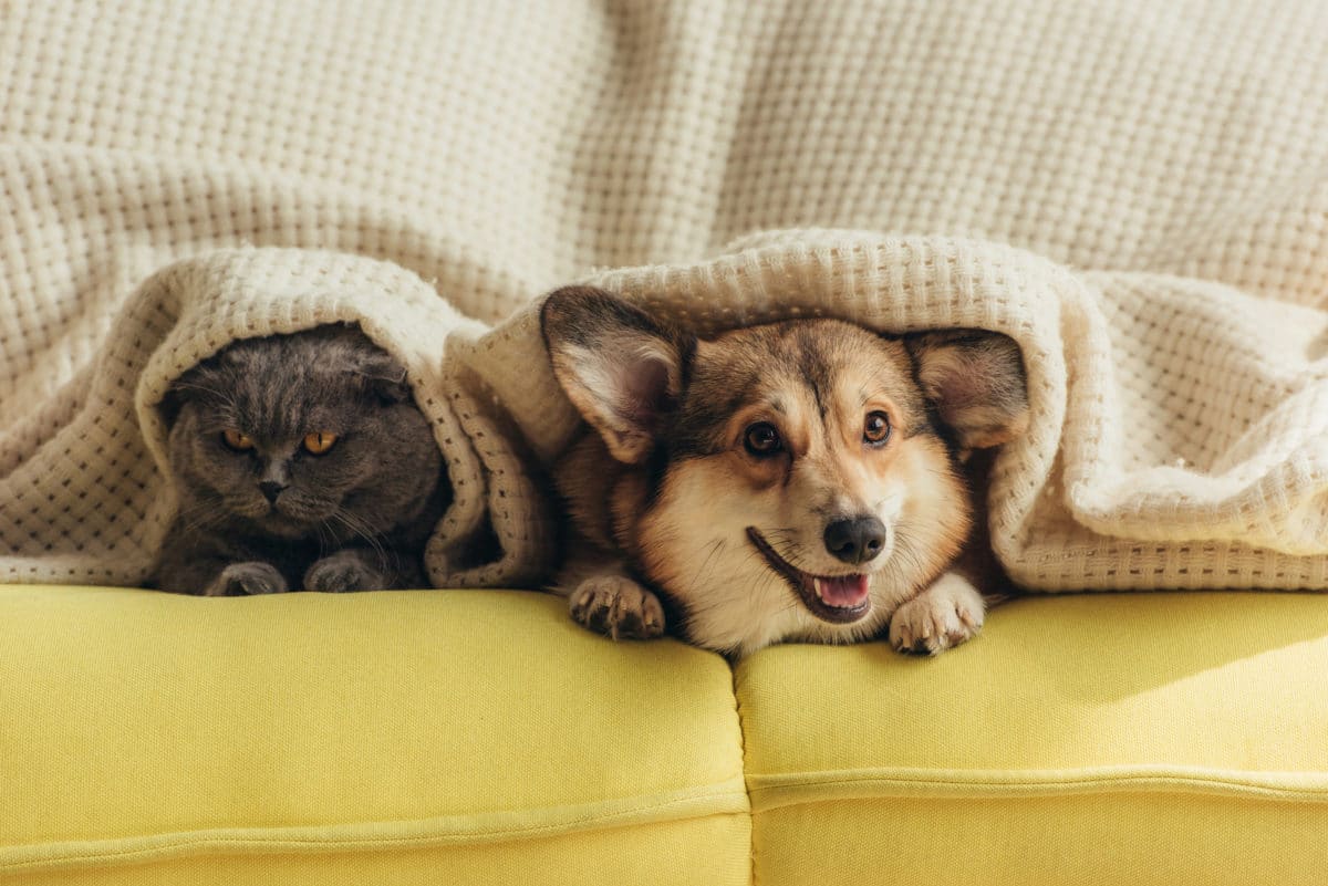 cat and dog lying under beige blanket on yellow couch