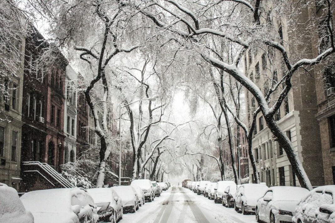 snow covered street filled with parked cars and trees
