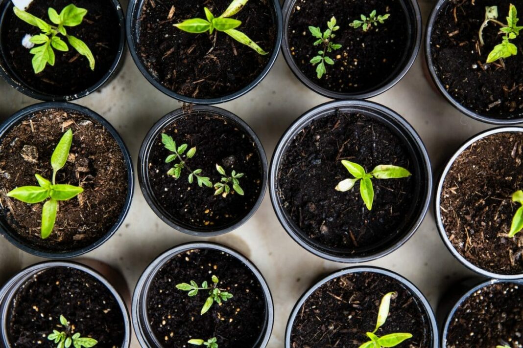Compost-markus-spiske-624932-unsplash