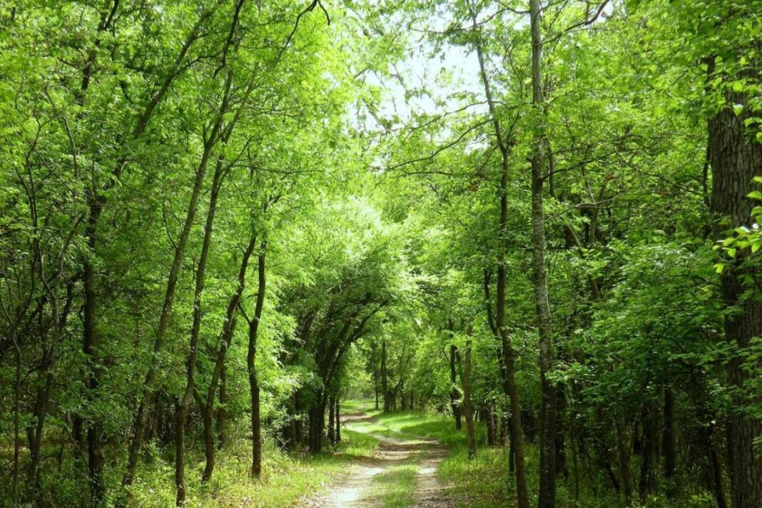 greenery and trees with a hiking trail in the middle
