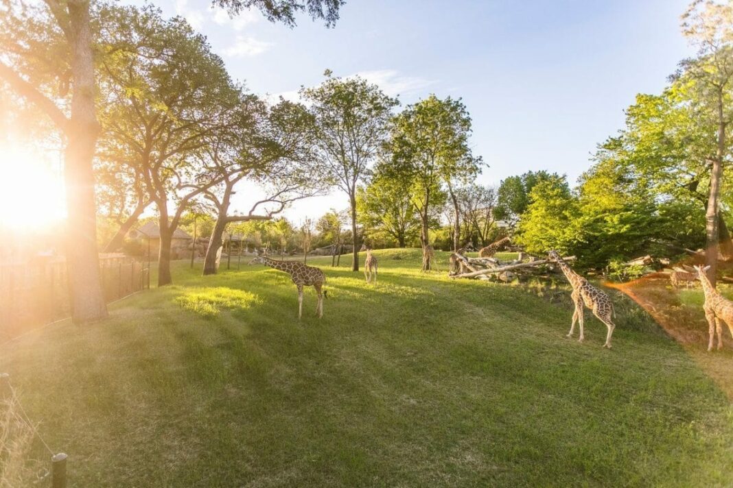 grassy area with giraffes