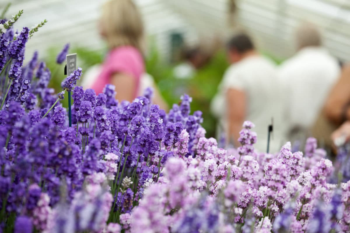 close up of lavendar flowers and people in the background