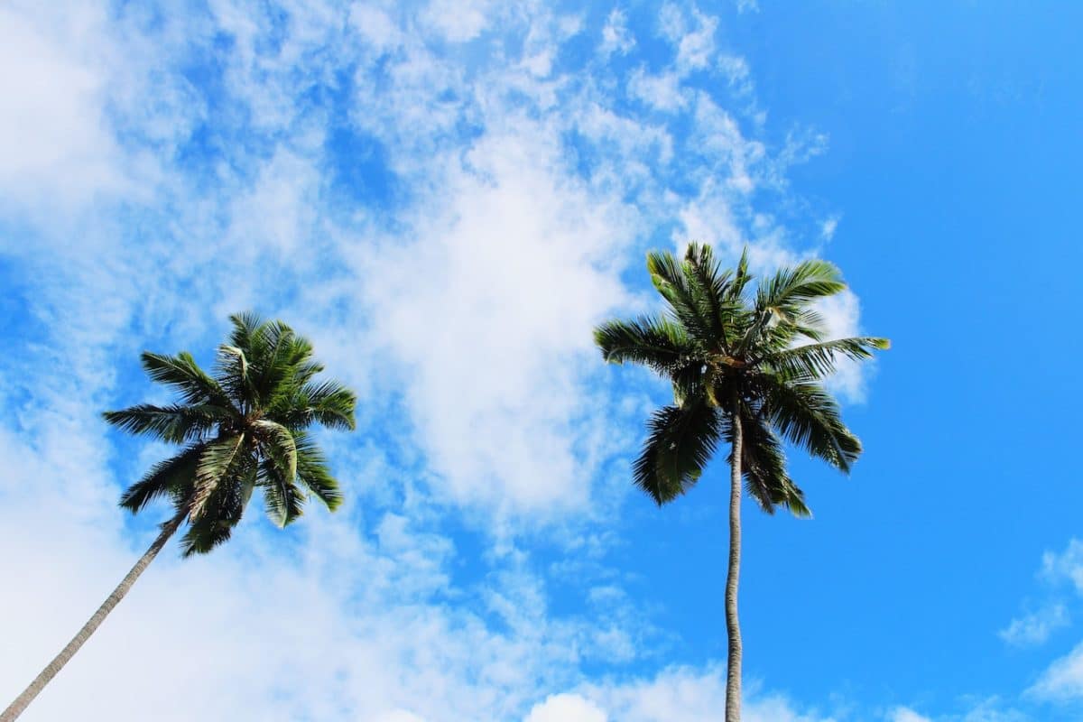 palm trees in bright blue sky