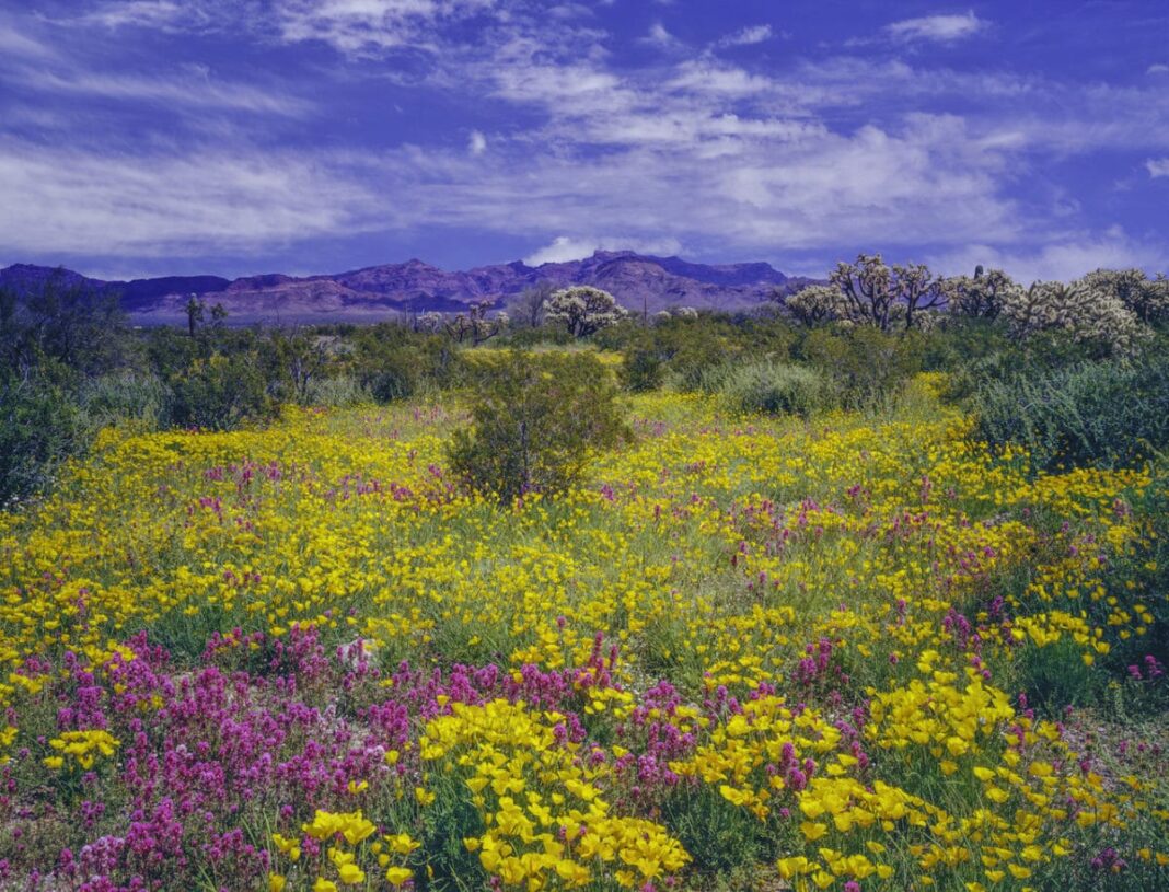 10 Reasons to Move to Phoenix