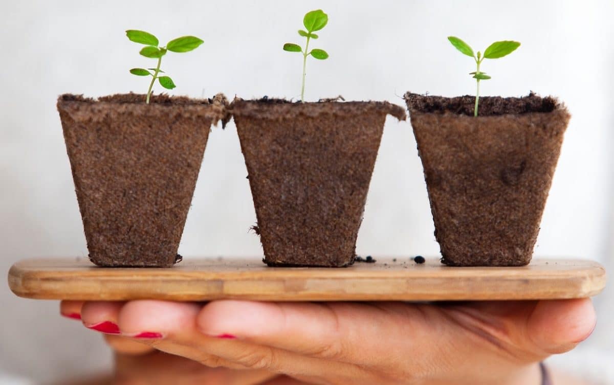 person holding board with three egg cartons and small plants sprouting out of them