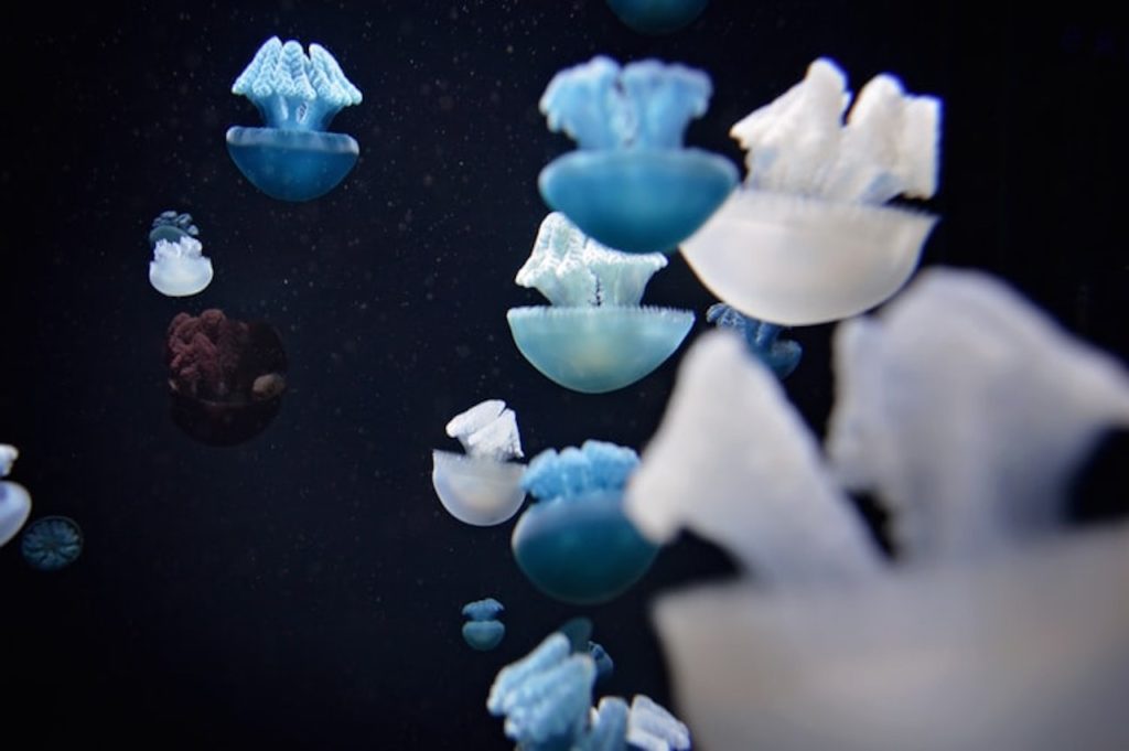 jellyfish in aquarium