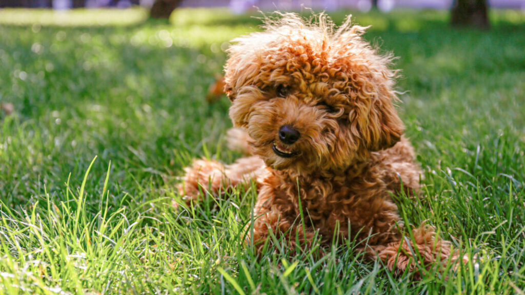 dog laying in the grass