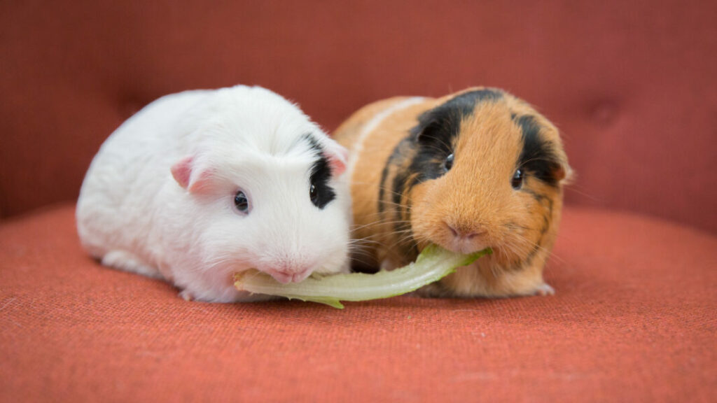 two guinea pigs 