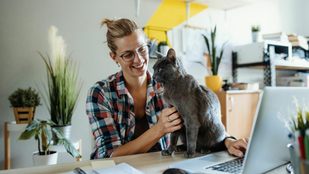 How to move with a cat