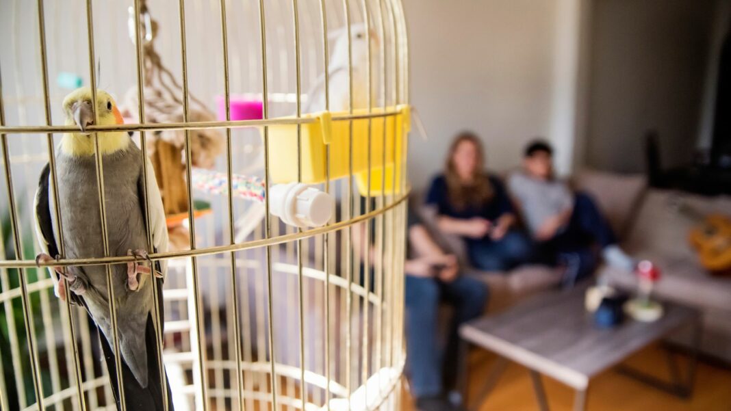 Family parrots in cage