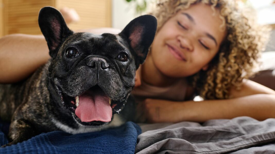 Portrait of cute french dog looking at camera lying on bed together with his owner in background