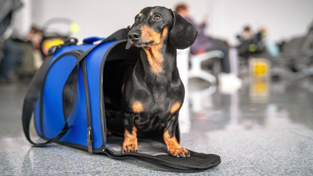 travel nursing tips with dogs