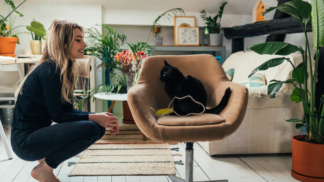 Ways to Create a Pet-Friendly Apartment